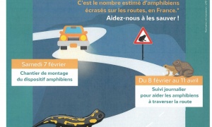 Sauvetage d'amphibiens du 7 Février au 11 Avril 2026 à Eloie