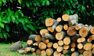 Vente de bois - Département du Territoire de Belfort