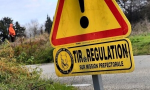 Prolongation: Opérations de régulation administratives du sanglier