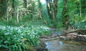 Arrêté Préfectoral portant protection de biotope des vallons des ruisseaux du Verboté d'Evette-Salbert et de Sermamagny