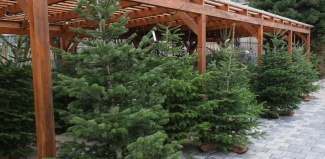 Les Zébulons : vente de sapins de Noël