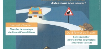 Sauvetage d'amphibiens du 7 Février au 11 Avril 2026 à Eloie
