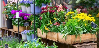 Marché aux fleurs et plants de légumes