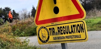 Opérations de régulation administratives du sanglier