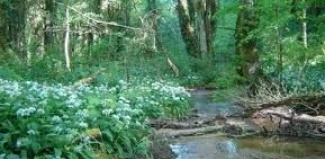 Arrêté Préfectoral portant protection de biotope des vallons des ruisseaux du Verboté d'Evette-Salbert et de Sermamagny